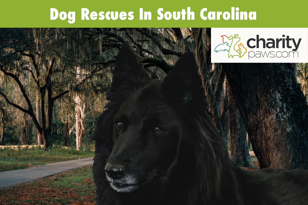 Dog Rescues In South Carolina
