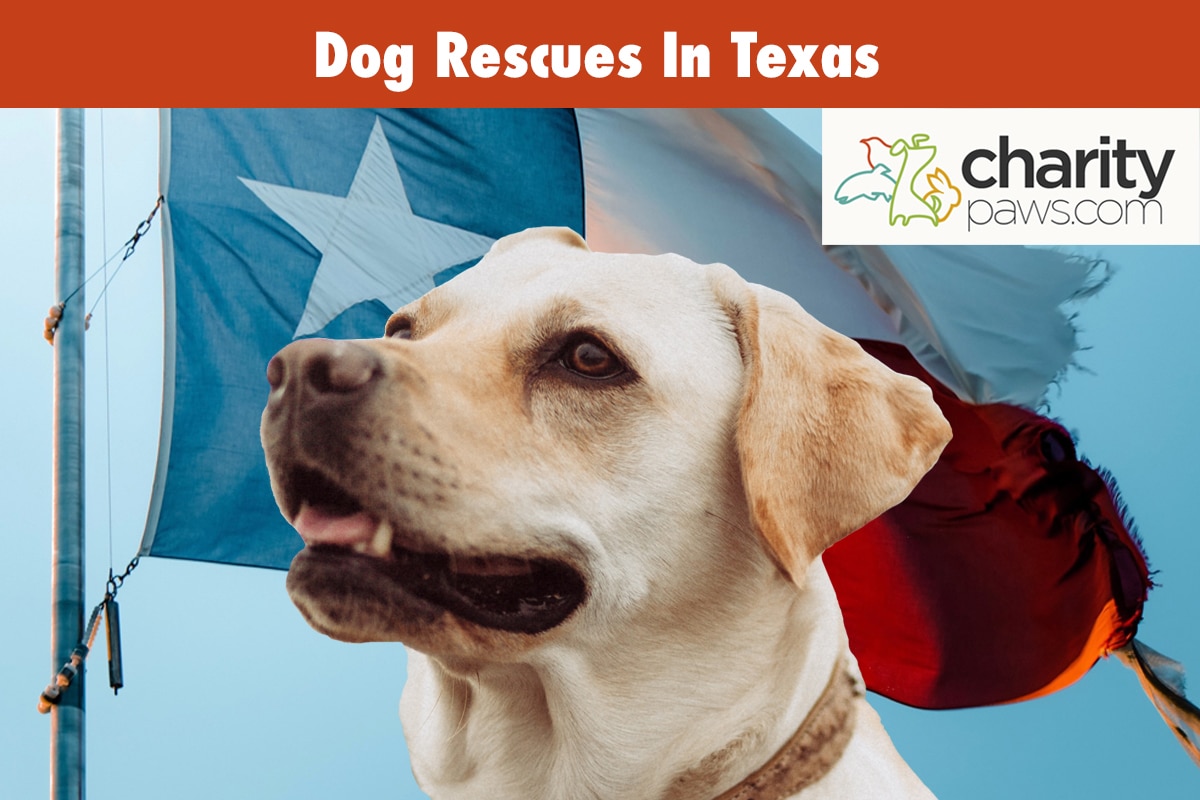 Dog Rescues In Texas