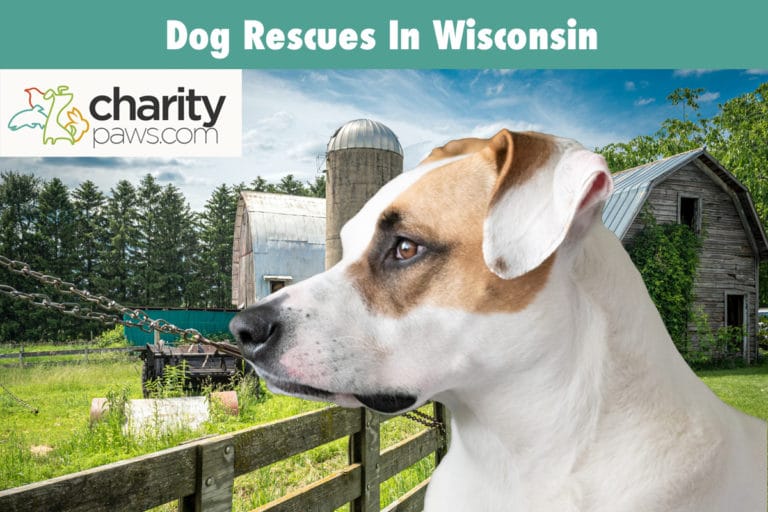 12 Dog Rescues in Wisconsin Who Have Dog's Available