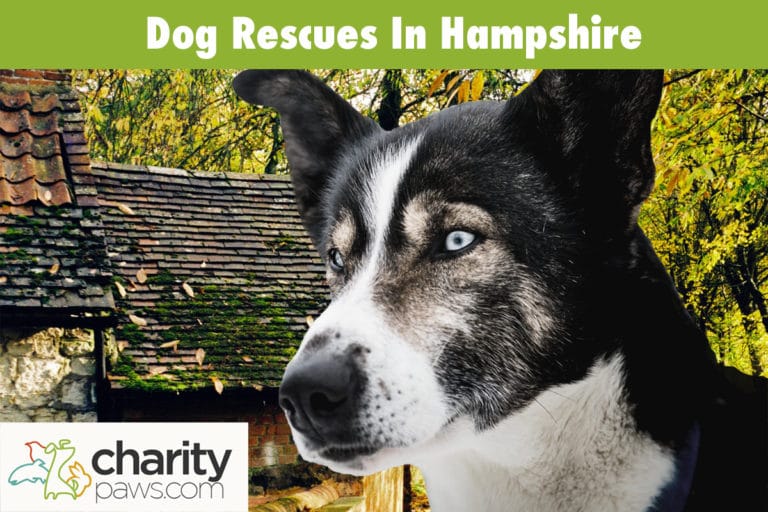 9 Dog Rescues In Hampshire To Adopt From