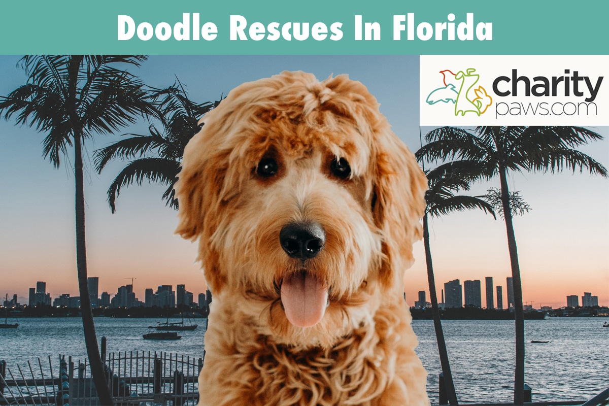 Doodle Rescues In Florida
