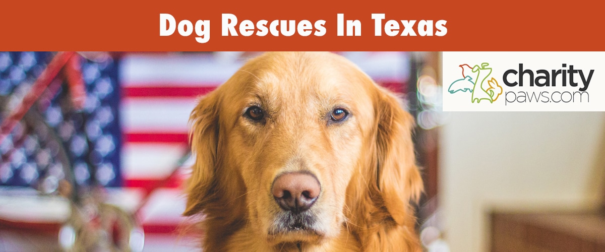 Find A Dog From A Rescue In Texas