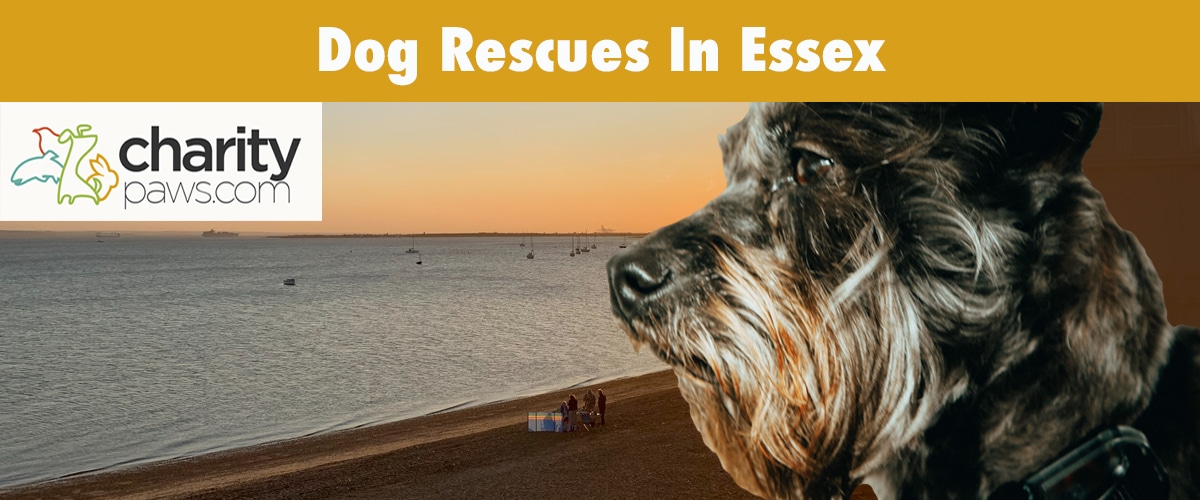 Find A Dog Rescue In Essex UK