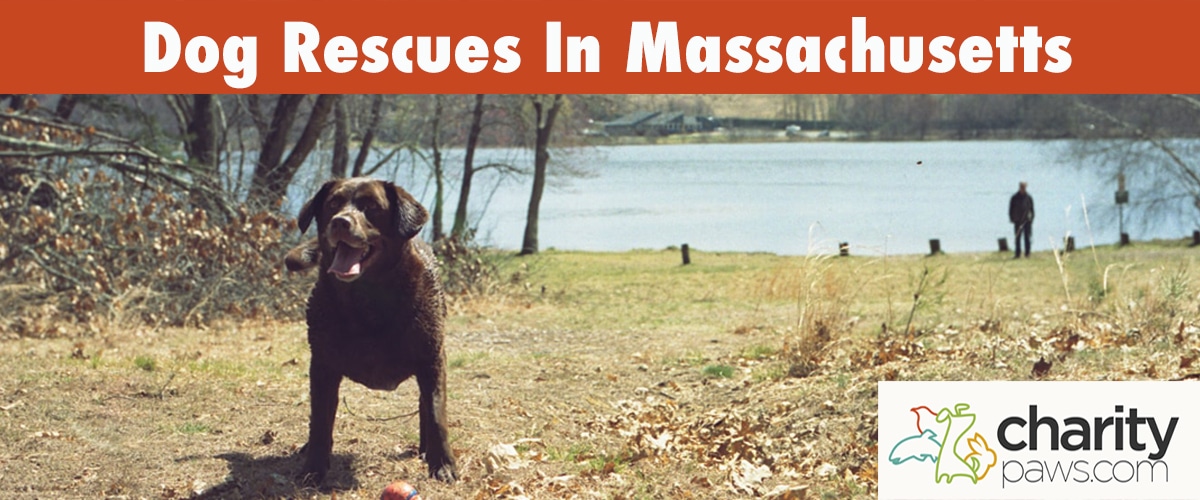 Find A Dog Rescue In Massachusetts To Adopt From