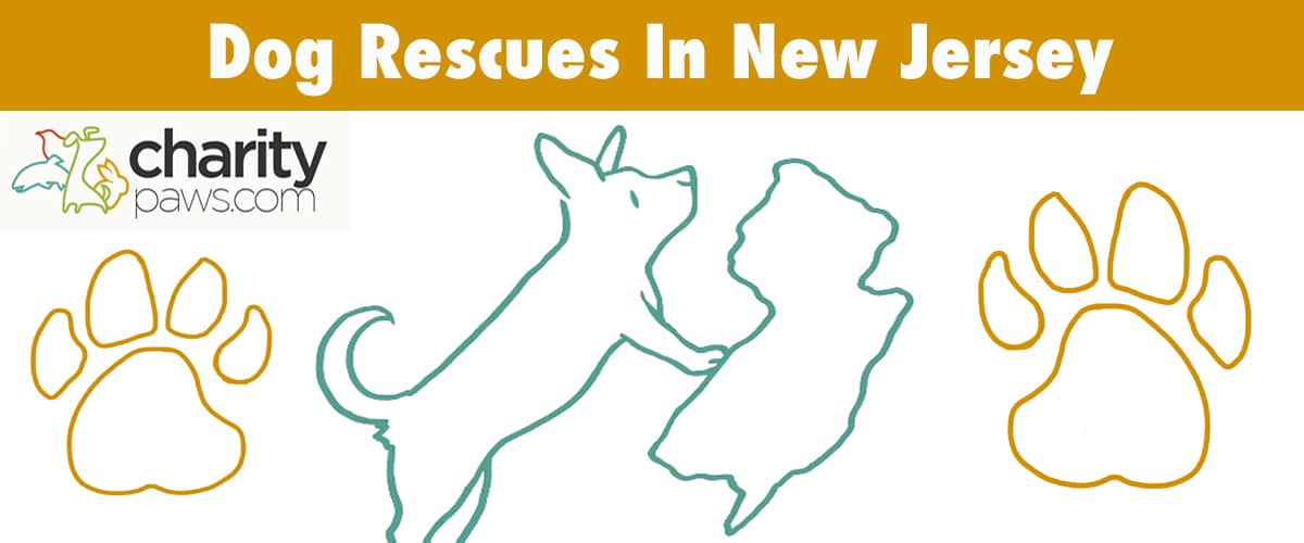 Find A Dog Rescue In New Jersey To Adopt From