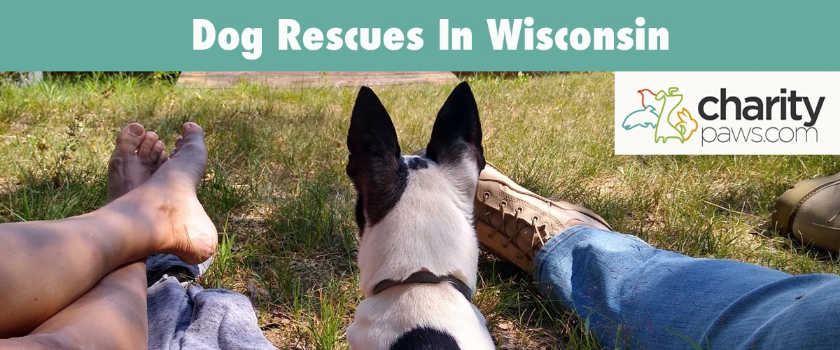 Find A Dog Rescue In Wisconsin