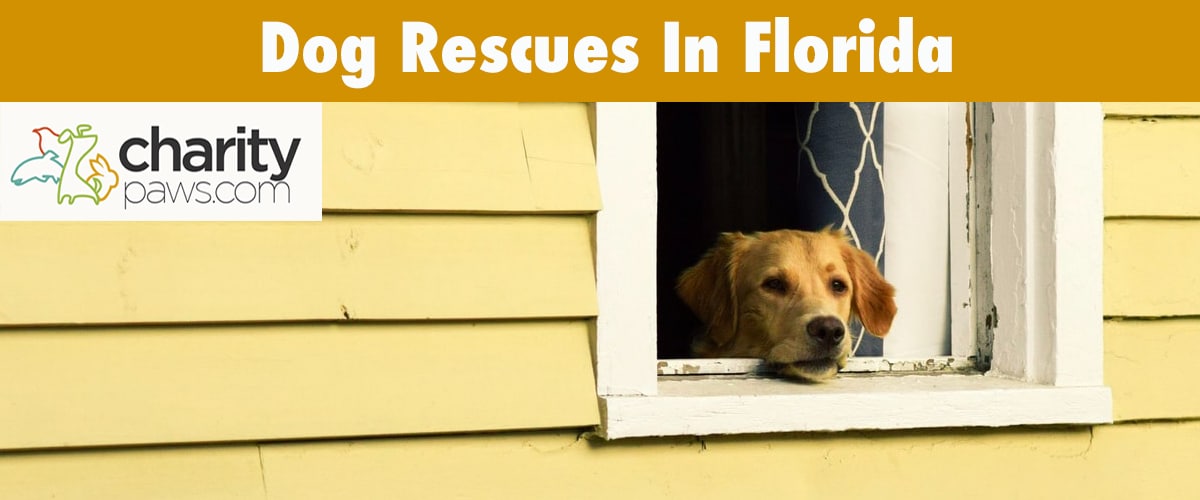 Find A Dog Rescue in Florida To Adopt Your Next Dog