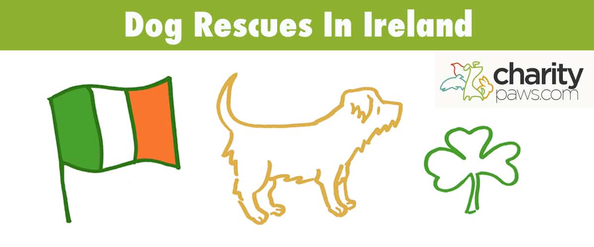 Find Dog Rescues In Ireland To Adopt From