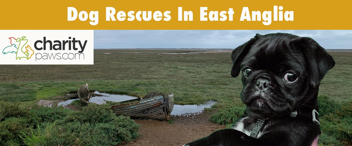 Find Your Next Dog From A Dog Rescue In East Anglia