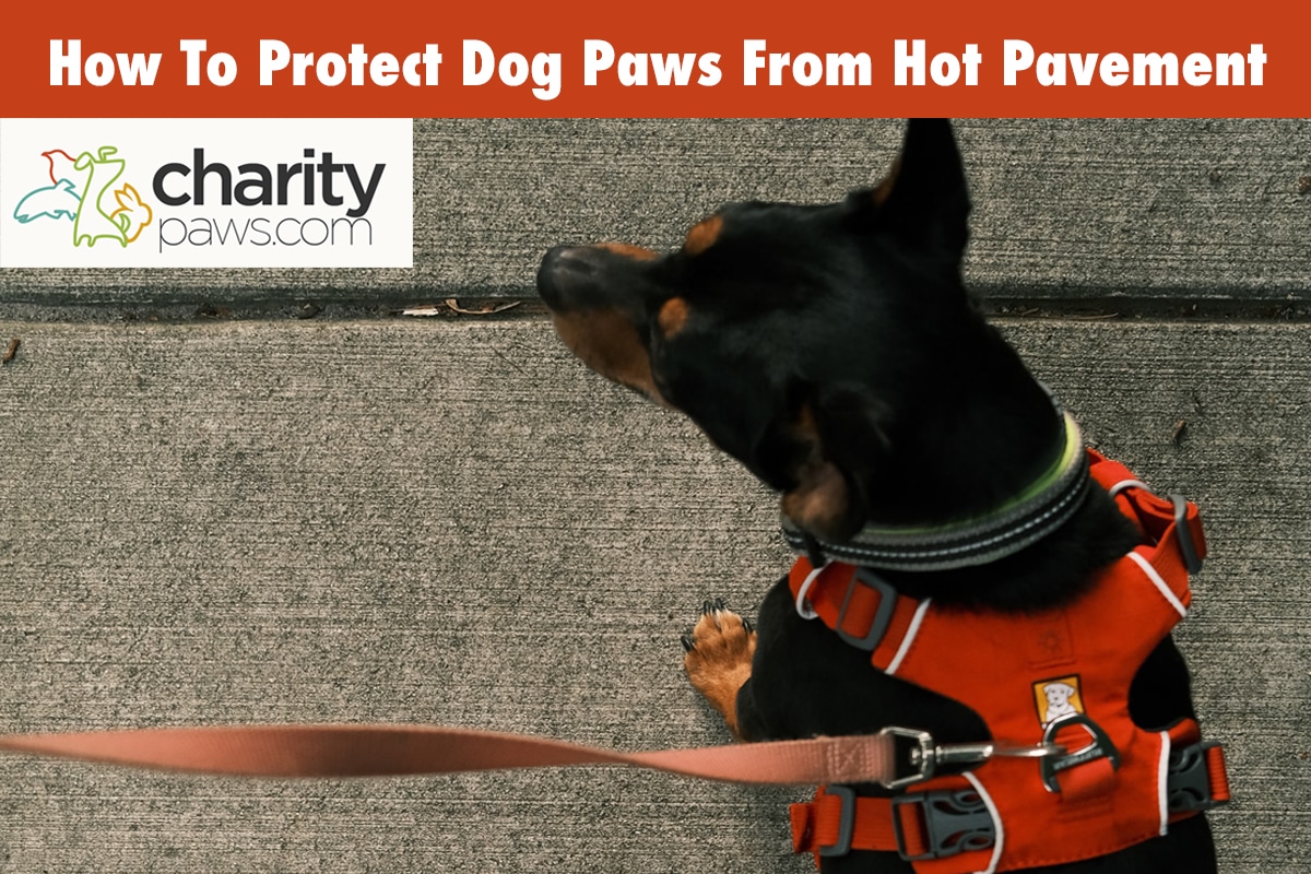 How To Protect Dog Paws From Hot Pavement