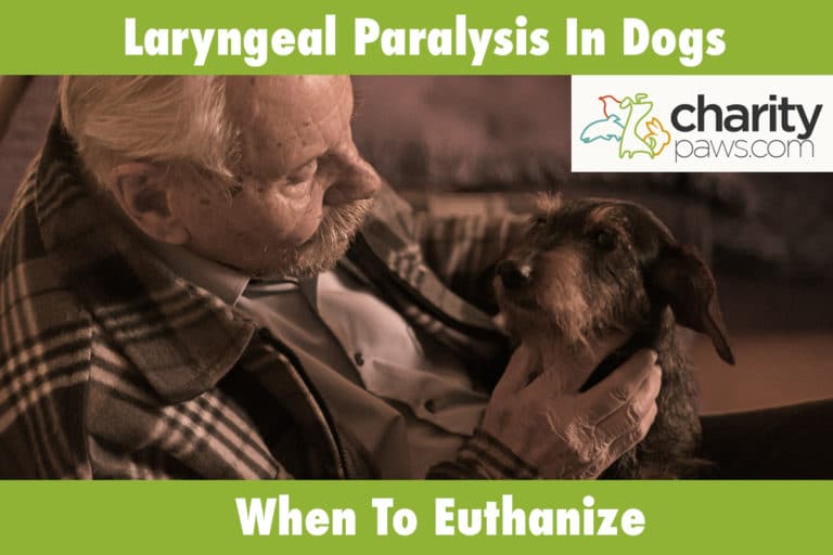 Laryngeal Paralysis In Dogs, When To Euthanize