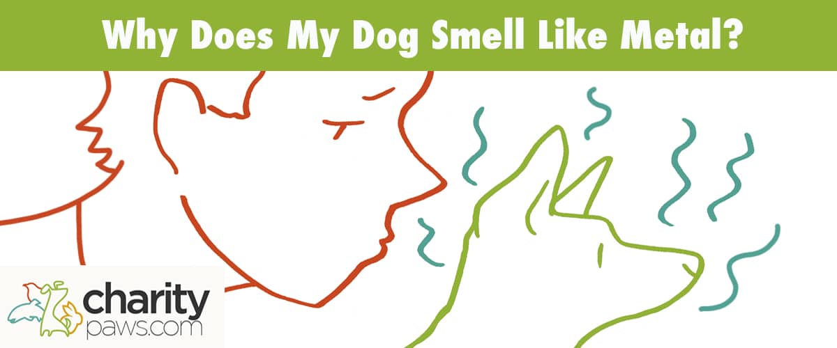 My Dogs Poop Smells Metallic