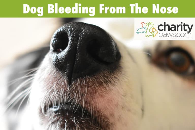 Nose Bleeds In Dogs, Why Is My Dog Bleeding From His Nose?