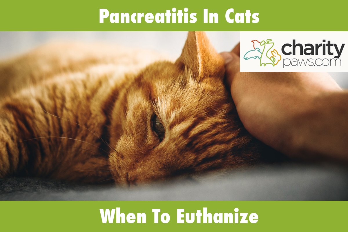 Pancreatitis In Cats When To Euthanize