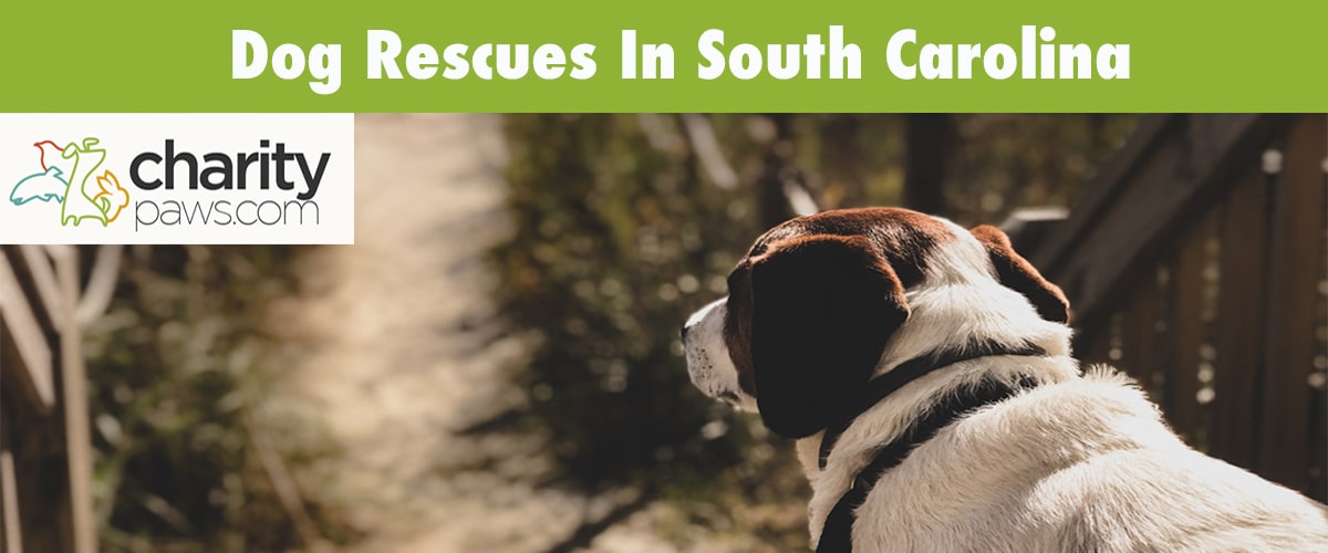 Top Dog Rescue Shelters In South Carolina