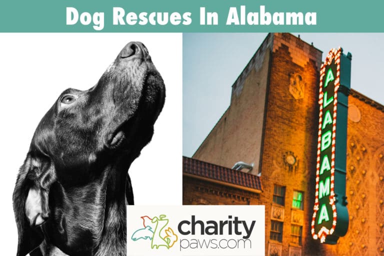 Dog Rescues In Alabama, 10 To Adopt Your Next Dog From