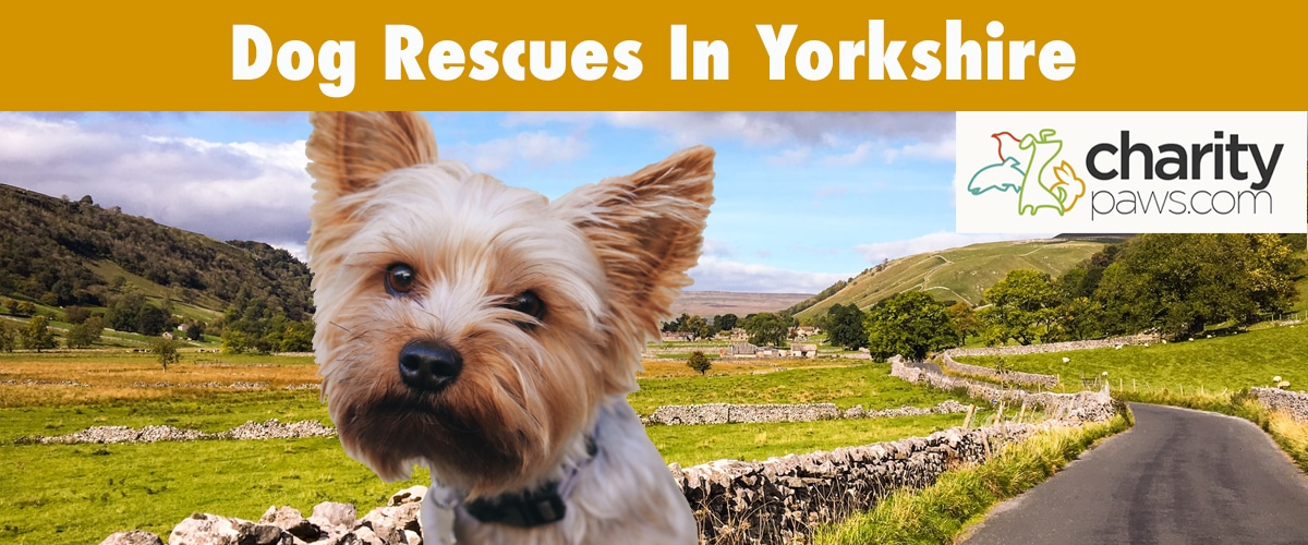Top Dog Rescues In Yorkshire UK