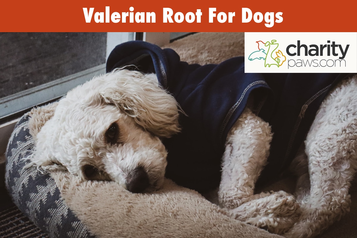 Valerian Root For Dogs