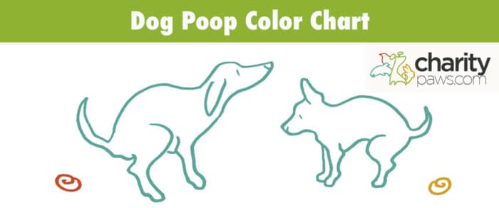 Dog Poop Color Chart, What Does Their Poo Color Mean?