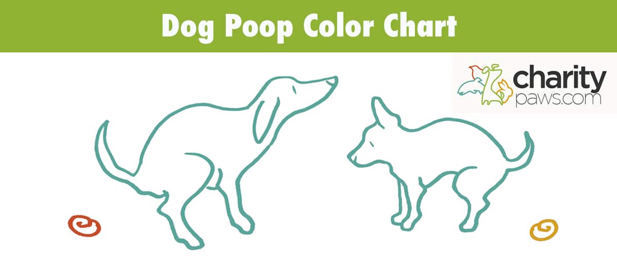 What Does Your Dogs Poop Color Mean