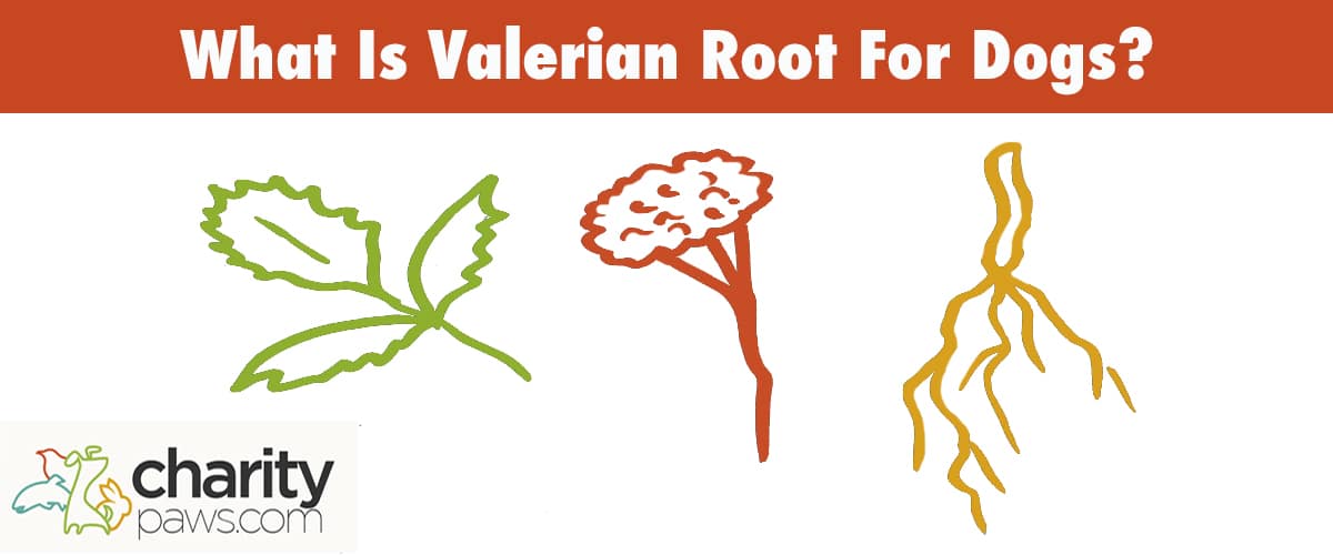 What Is Valerian Root For Dogs