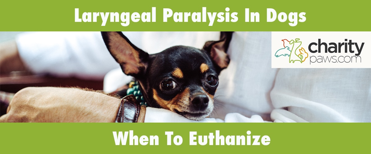 When To Euthanize A Dog With Laryngeal Paralysis