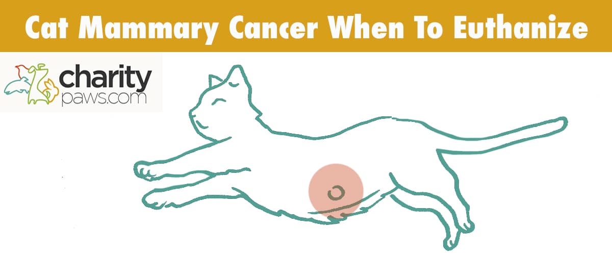 When To Put Down Your Cat With Mammary Cancer