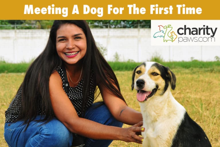 When You Meet A Dog For The First Time You Should...