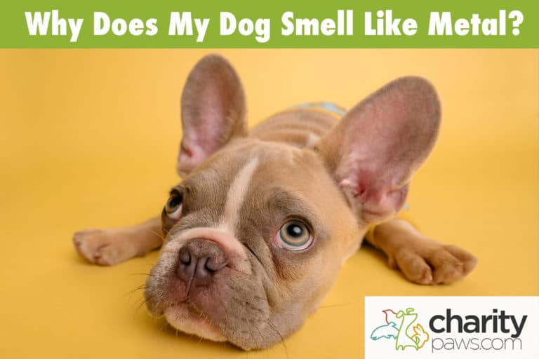 why-does-my-dog-smell-like-metal-8-reasons-for-metal-smell