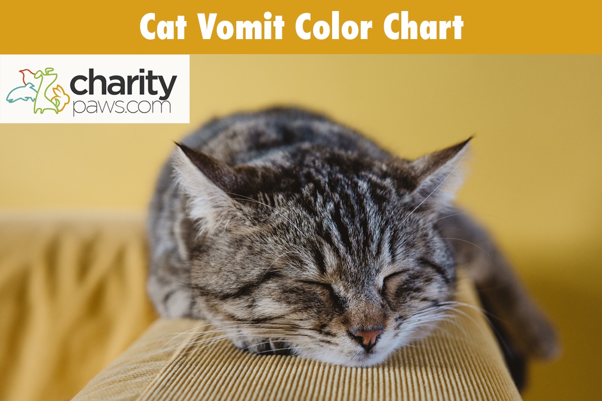 Cat Vomit Color Chart, What Does Your Cat's Vomit Color Mean