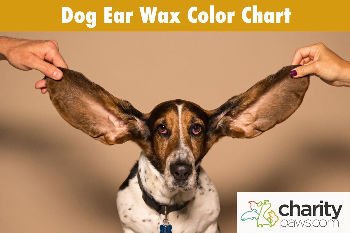 Dog Ear Wax Color Chart Find Out What Each Color Means 2023 