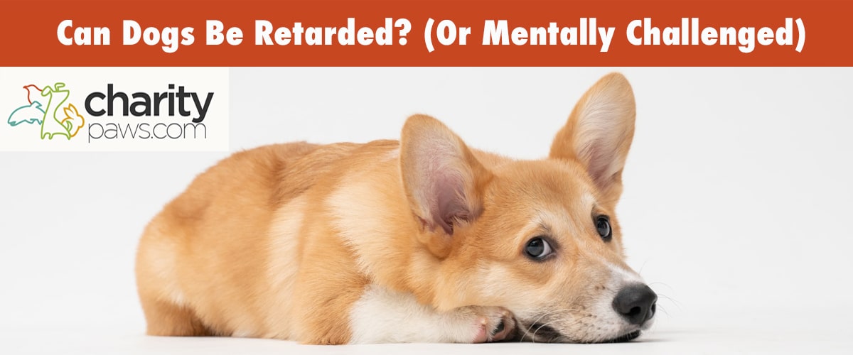 Dog Is Retarded Or Mentally Challenged