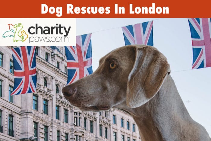 Dog Rescue Centres In London | 7 Best Rescues To Adopt From