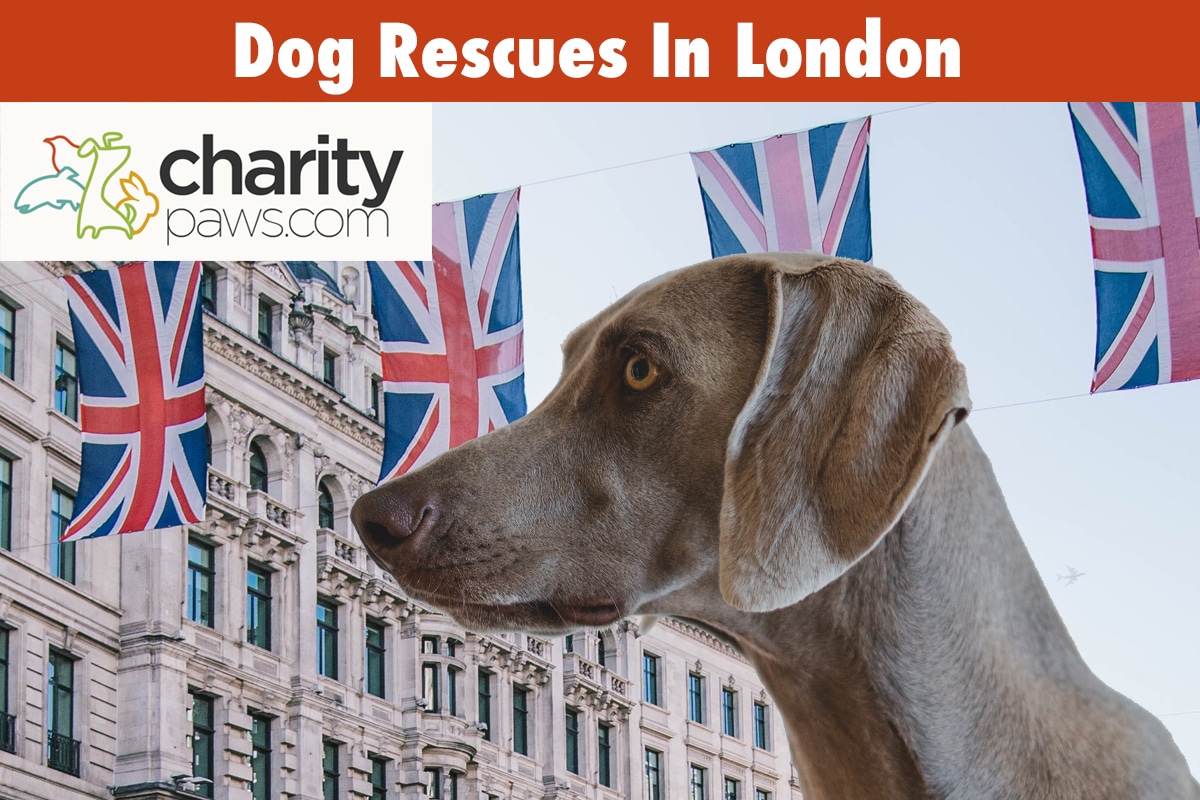 Dog Rescue Centres In London | 7 Best Rescues To Adopt From