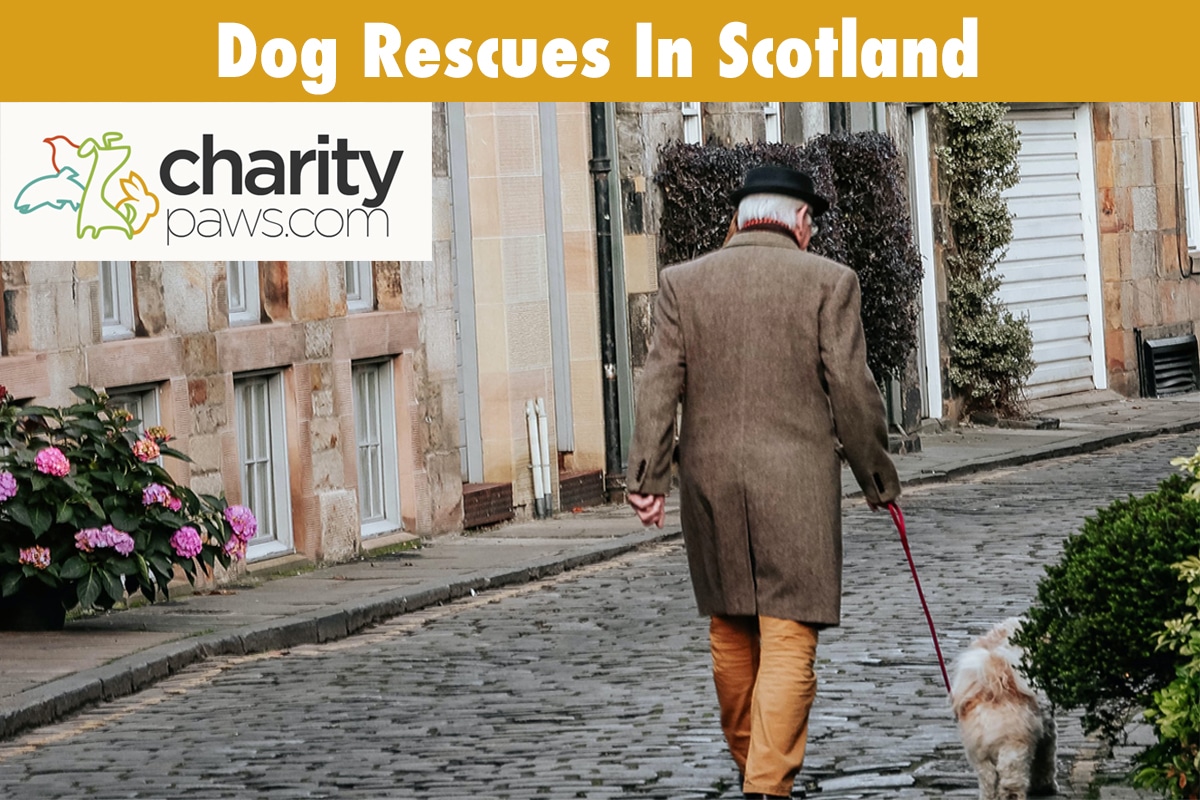 Dog Rescue Centres In Scotland To Adopt From