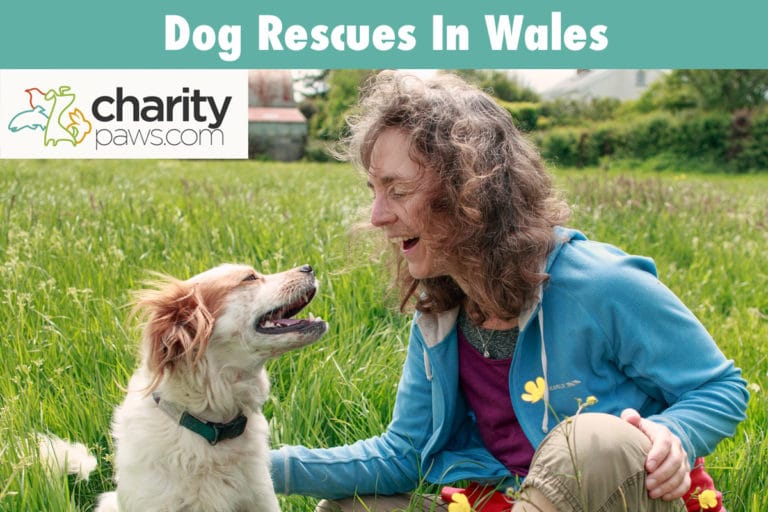 Dog rescue centres in wales 13 rescues to adopt from