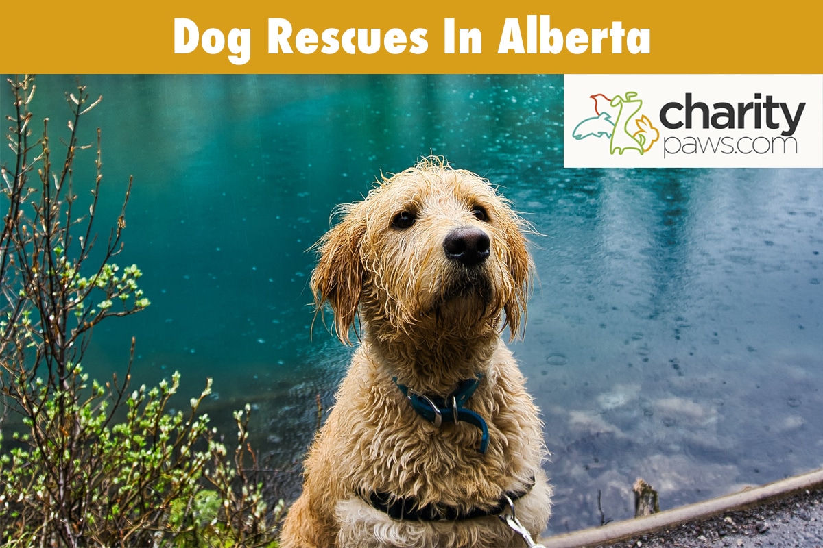 Dog Rescues In Alberta