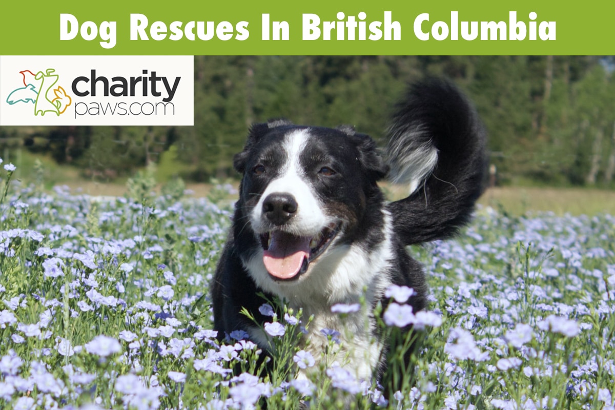 Dog Rescues In British Columbia