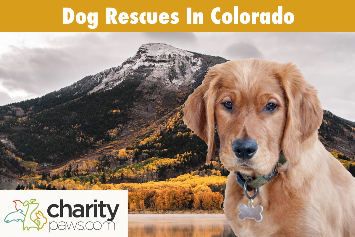 Dog Rescues In Colorado