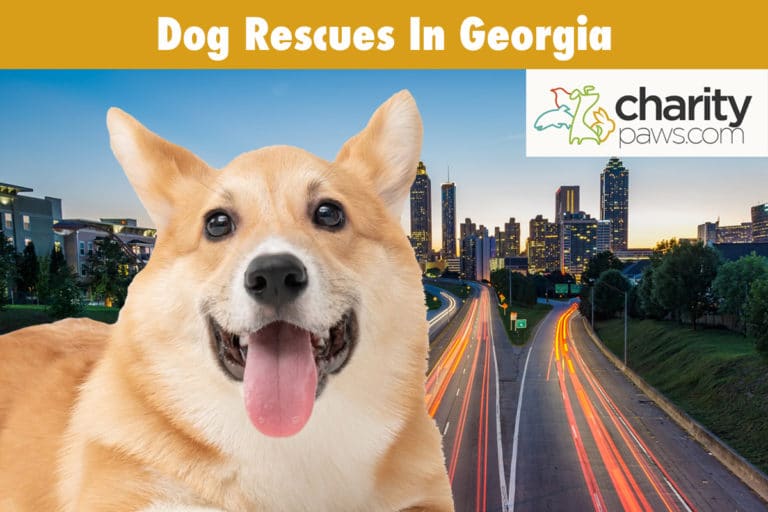 Dog Rescues In 12 Best Rescues In GA To Adopt From