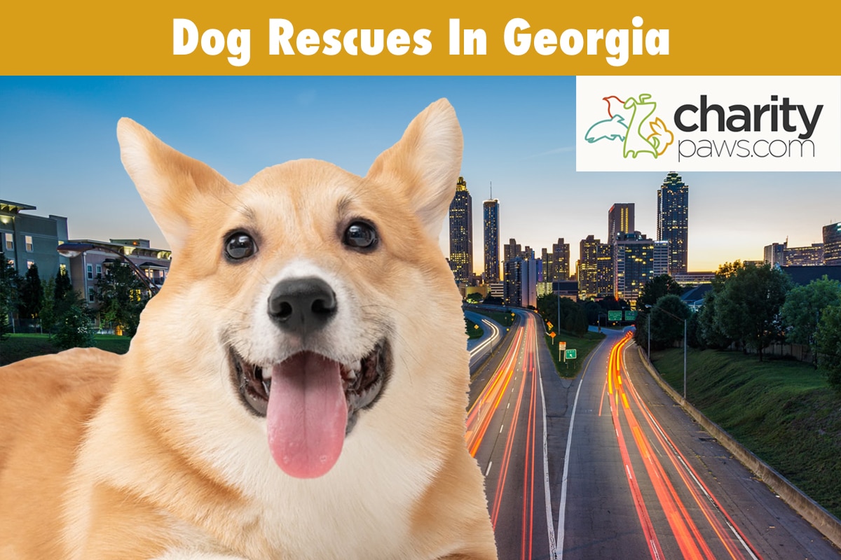 Dog Rescues In Georgia