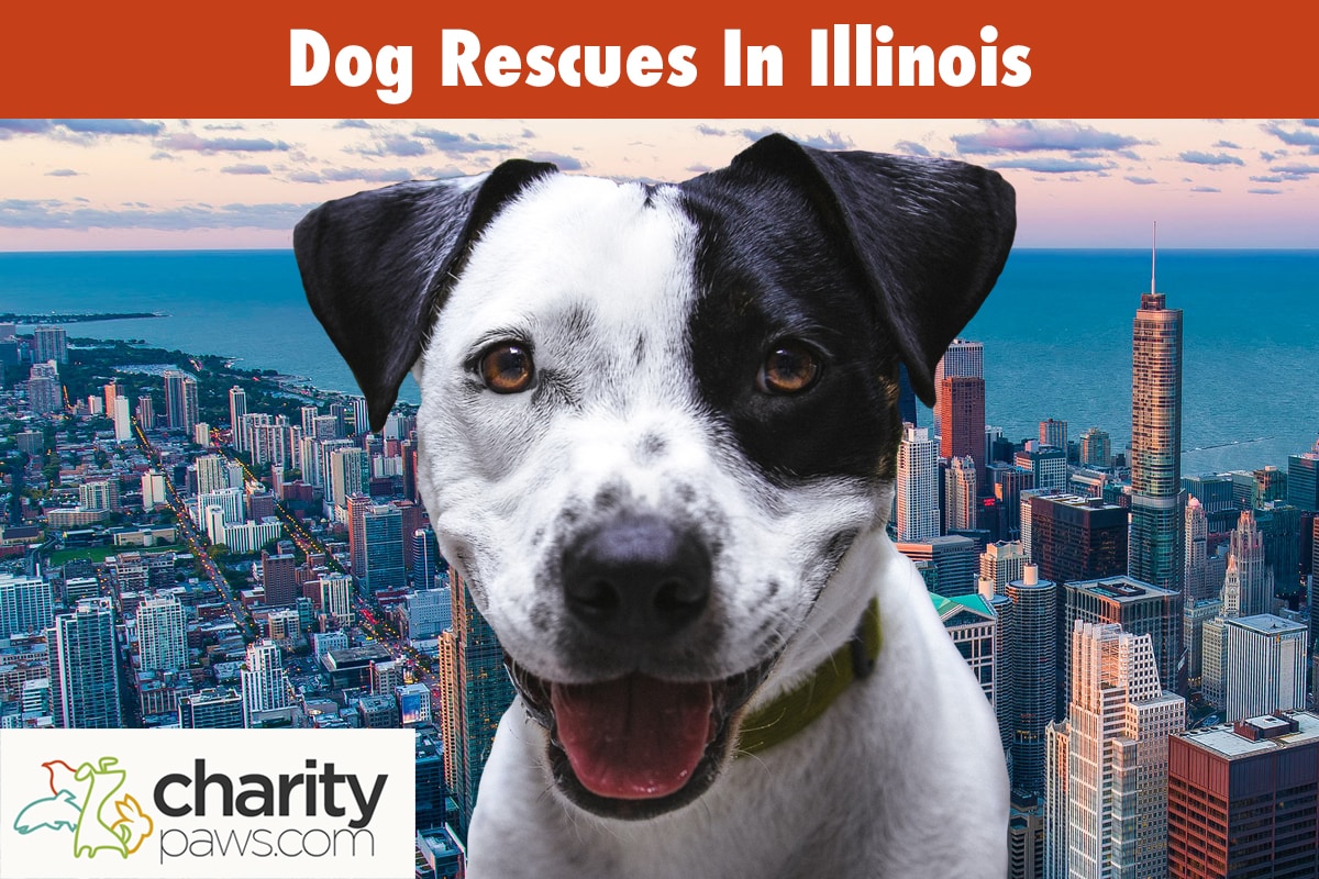 Dog Rescues In Illinois