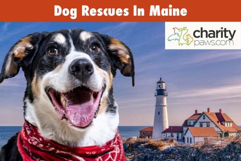 12 Dog Rescues In Maine To Adopt Your Next Dog From