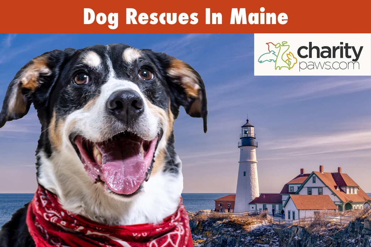 Dog Rescues In Maine