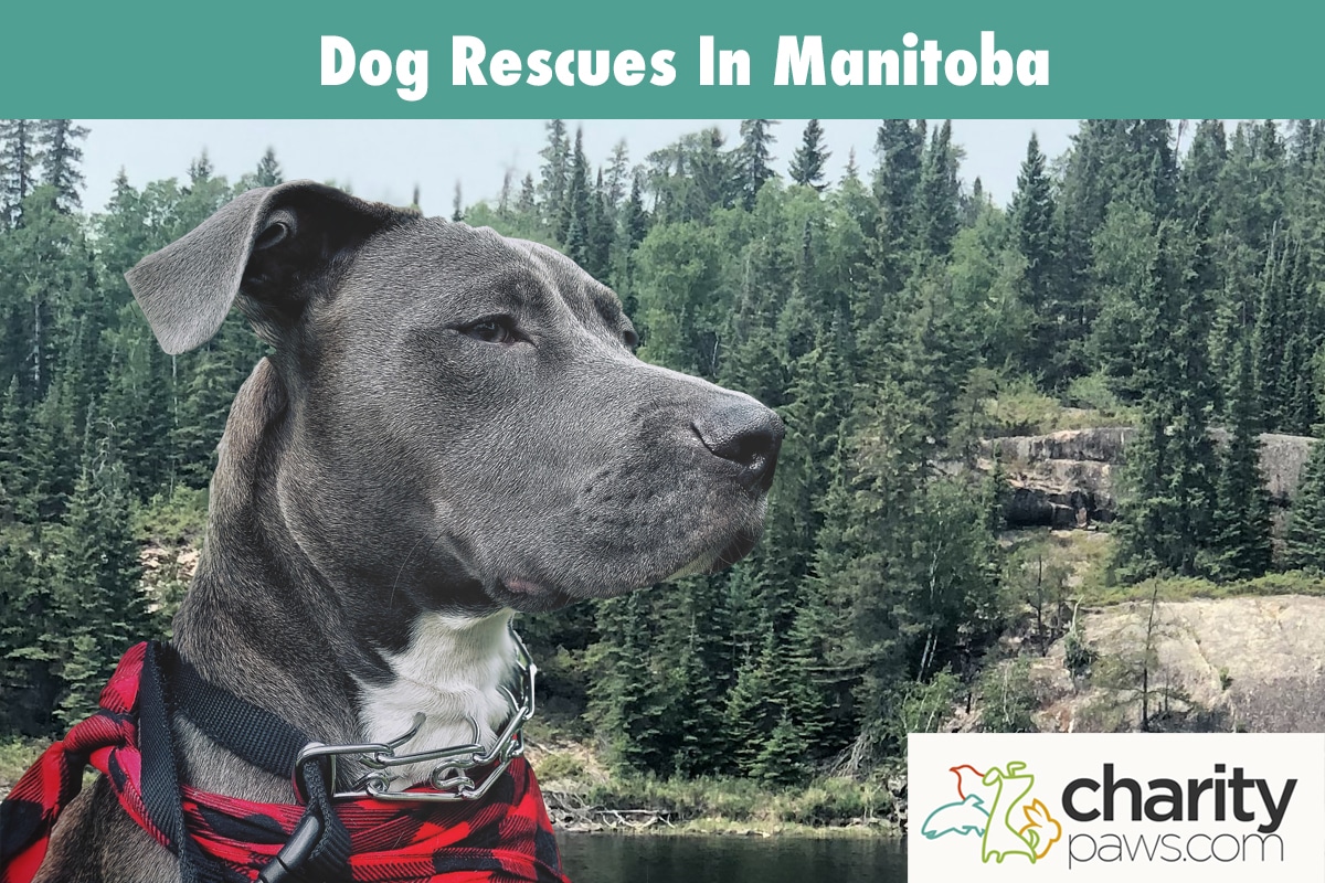 Dog Rescues In Manitoba