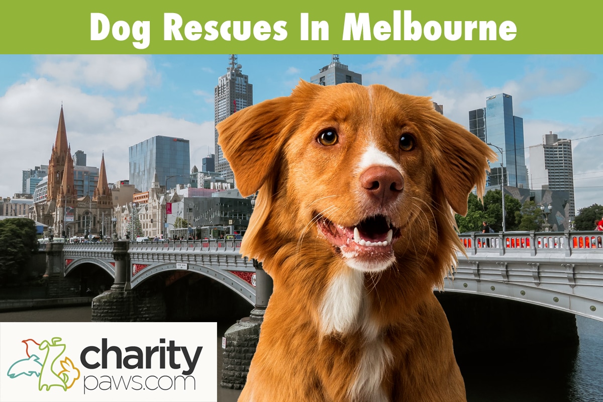 Dog Rescues In Melbourne