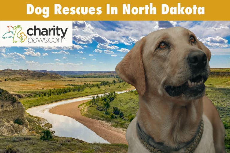 Dog Rescues In North Dakota 11 Groups To Adopt From In ND