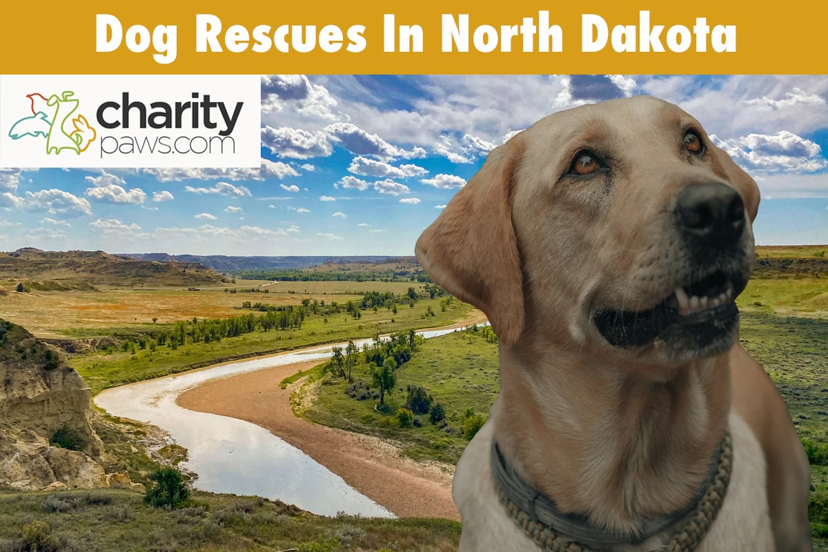 Dog Rescues In North Dakota