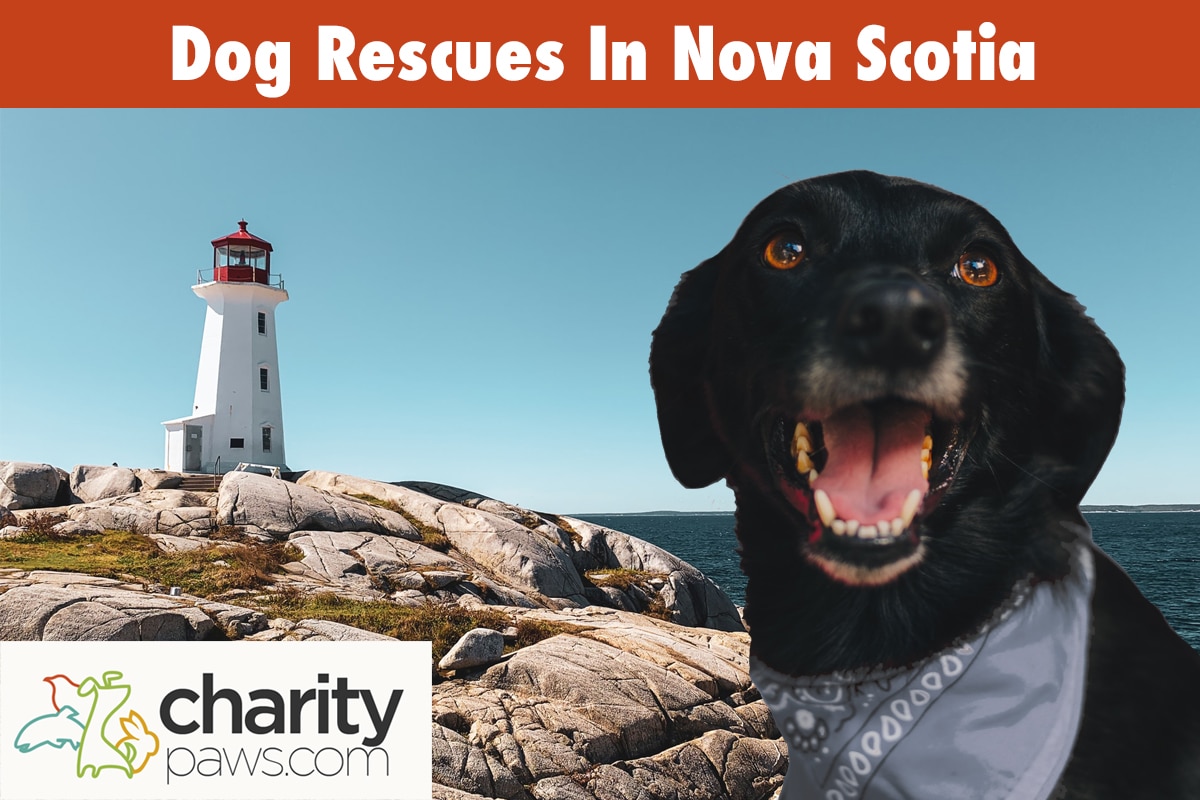 Dog Rescues In Nova Scotia Canada