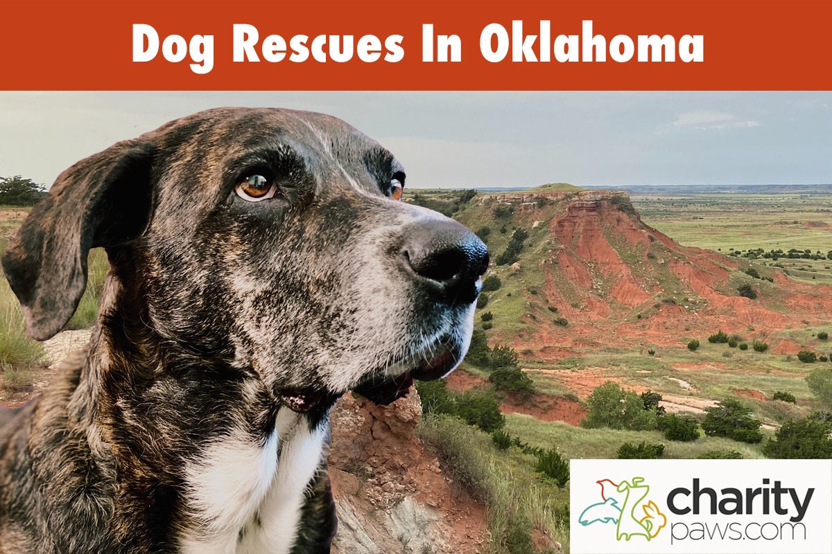 Dog Rescues In Oklahoma